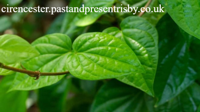 5 Manfaat Daun Sirih Untuk Kesehatan yang Harus Kamu Tahu