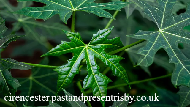 4 Manfaat Daun Pepaya Untuk Kesehatan Tubuh