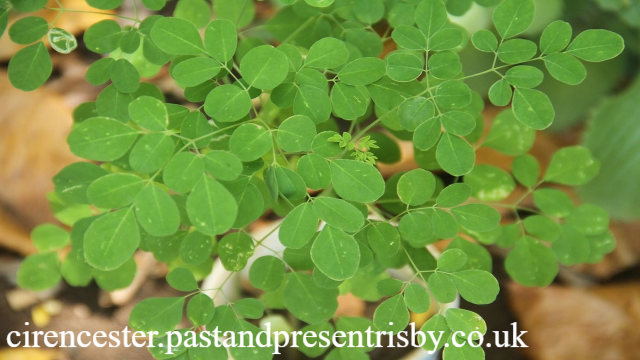 4 Manfaat Daun Kelor Bagi Kesehatan yang Harus Kamu Tahu