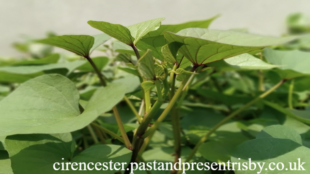 5 Manfaat Daun Ubi Jalar Untuk Kesehatan