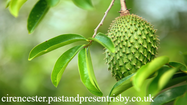 5 Manfaat Daun Sirsak Bagi Kesehatan Tubuh